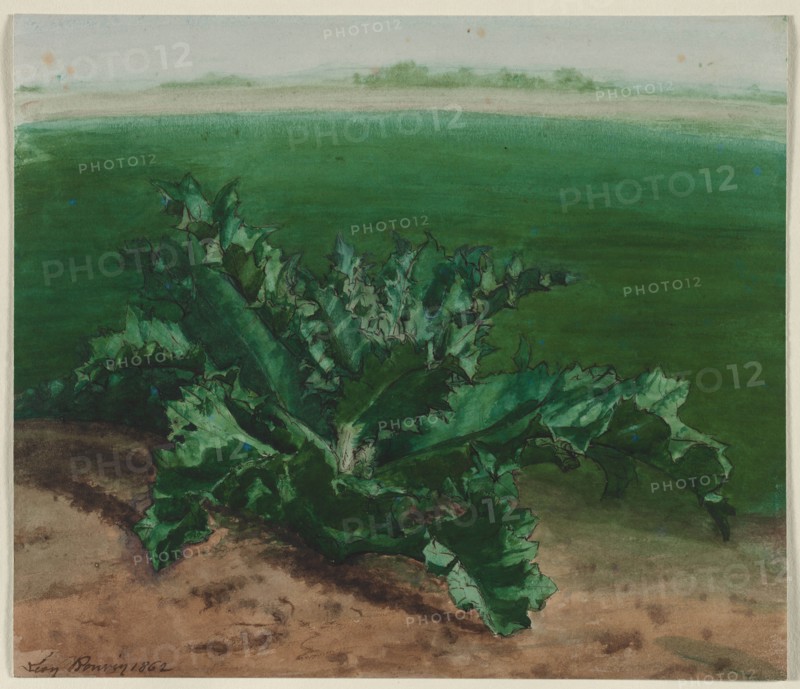 Study of a Plant, Possibly Thistle, 1862. Léon Bonvin (French, 1834-1866). Watercolor and pen and brown ink with white heightening; sheet: 25.3 x 29.5 cm (9 15/16 x 11 5/8 in.); secondary support: 25.3 x 29.5 cm (9 15/16 x 11 5/8 in.).