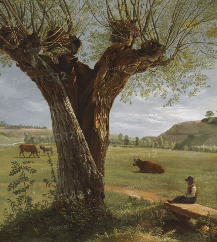Pollard Willow, after 1804. Pierre Jean Boquet (French, 1751-1817). Oil on paper, mounted on canvas; unframed: 29.6 x 26.8 cm (11 5/8 x 10 9/16 in.)
