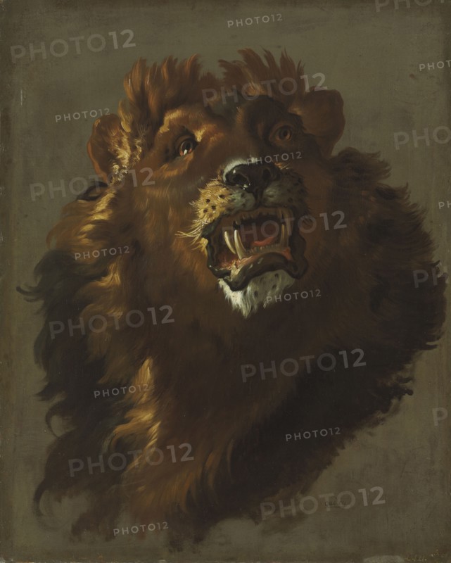 Lion, 1750s. Giuseppe Baldrighi (Italian, 1723-1803). Oil on canvas; framed: 108 x 92 x 7 cm (42 1/2 x 36 1/4 x 2 3/4 in.); unframed: 79.5 x 64 cm (31 5/16 x 25 3/16 in.).