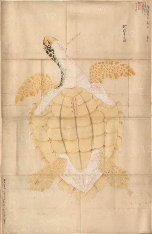 Tortoise, 18th century. Japan, Edo period (1615-1868). Watercolor on paper; framed: 114.4 x 75.5 cm (45 1/16 x 29 3/4 in.); painting only: 119.7 x 70.5 cm (47 1/8 x 27 3/4 in.).