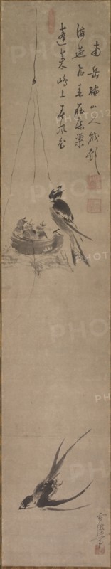 Swallows, late 1600s-early 1700s. Sekkei Yamaguchi (Japanese, 1644-1732). Hanging scroll; ink and color on paper; painting only: 100.5 x 19.3 cm (39 9/16 x 7 5/8 in.); including mounting: 167.7 x 24.8 cm (66 x 9 3/4 in.)