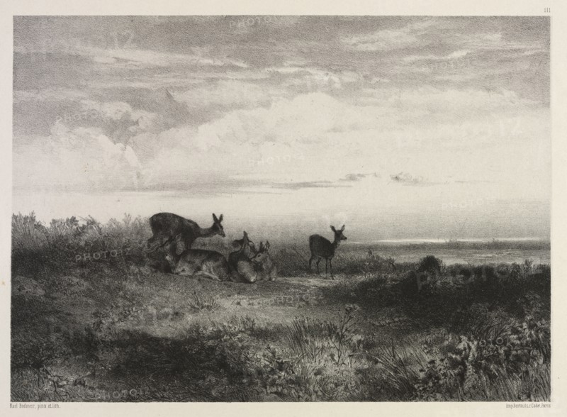 Landscape with Deer, c. 1840. Karl Bodmer (Swiss, 1809-1893). Lithograph