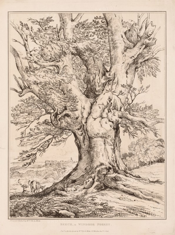 Beech in Windsor Forest, 1805. William Alfred Delamotte (British, 1775-1863). Engraving