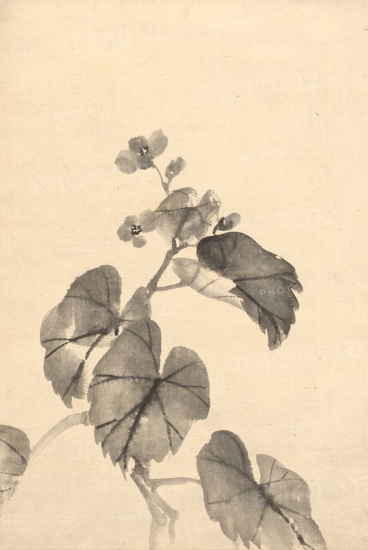 Branch of Begonia in Bloom. Kono Bairei (Japanese, 1844-1895). Ink on paper; sheet: 39.4 x 26.7 cm (15 1/2 x 10 1/2 in.).