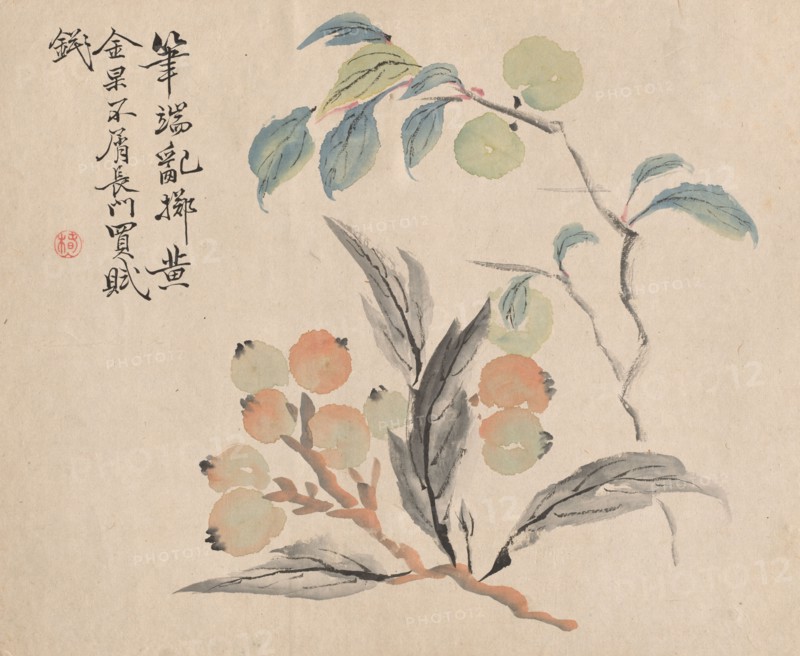 Loquat Tree of Japan. Tsubaki Chinzan (Japanese, 1801-1854). Watercolor on paper; sheet: 28 x 34.4 cm (11 x 13 9/16 in.).