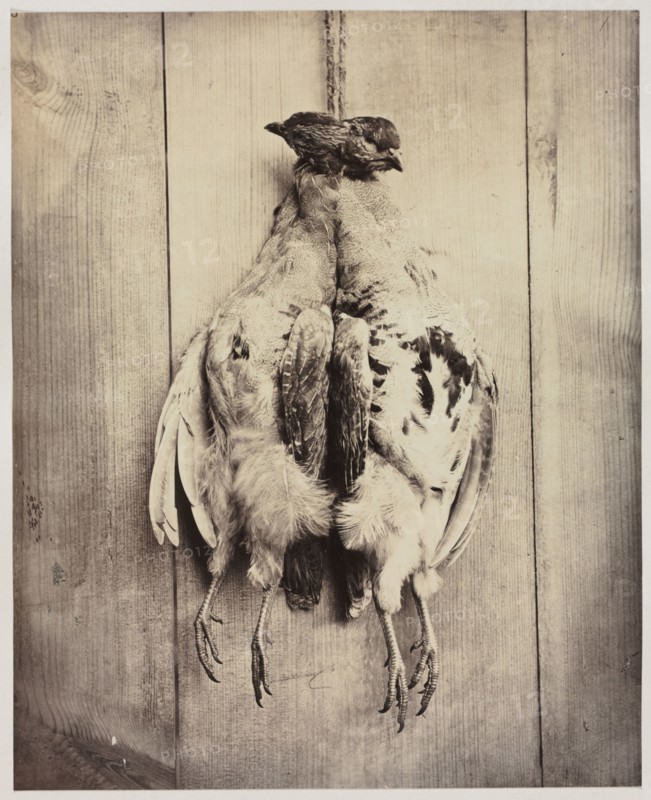 Partridges (recto); L.D. Campbell's Tomb (verso), c. 1861. Captain N. Baily (British), John Hamilton Craigie (British). Albumen print from wet collodion negative; image: 23.9 x 19.3 cm (9 7/16 x 7 5/8 in.); matted: 45.7 x 35.6 cm (18 x 14 in.)