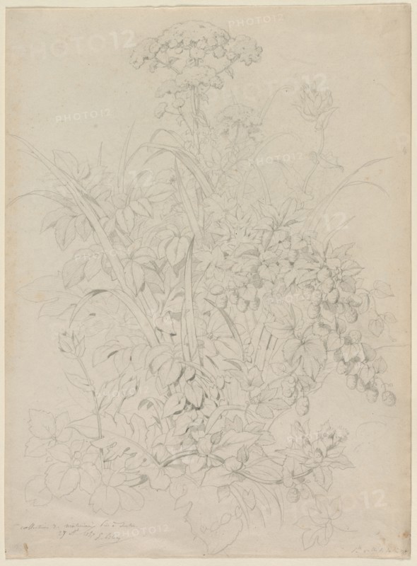 Plant Study, 1857. Eugene Bléry (French, 1805-1886). Graphite; sheet: 41.7 x 30.6 cm (16 7/16 x 12 1/16 in.).