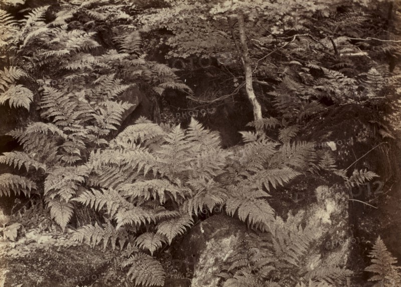 Untitled (Fern Study), late 1870s. Frank Meadow Sutcliffe (British, 1853-1941). Albumen print; image: 14.2 x 19.8 cm (5 9/16 x 7 13/16 in.); matted: 30.6 x 35.6 cm (12 1/16 x 14 in.)
