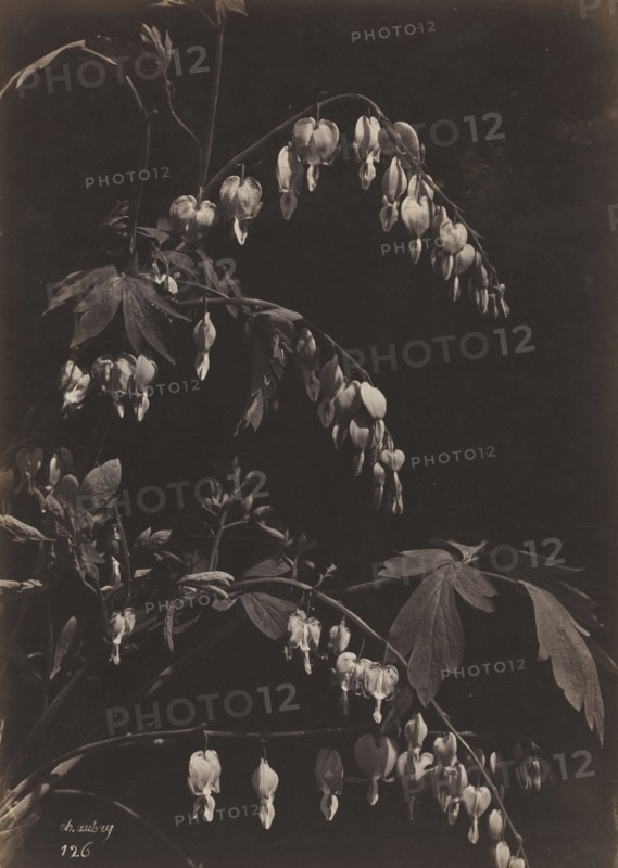 Floral Still Life (Bleeding Hearts), c. 1865. Charles Aubry (French, 1811-1877). Albumen print from glass negative; image: 34.6 x 24.6 cm (13 5/8 x 9 11/16 in.); paper: 48.1 x 31.7 cm (18 15/16 x 12 1/2 in.); matted: 50.8 x 40.6 cm (20 x 16 in.)
