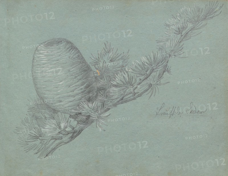 Album with Views of Rome and Surroundings, Landscape Studies, page 49a: Study of a Evergreen Branch with Pinecone. Franz Johann Heinrich Nadorp (German, 1794-1876). Graphite with white heightening on blue paper;