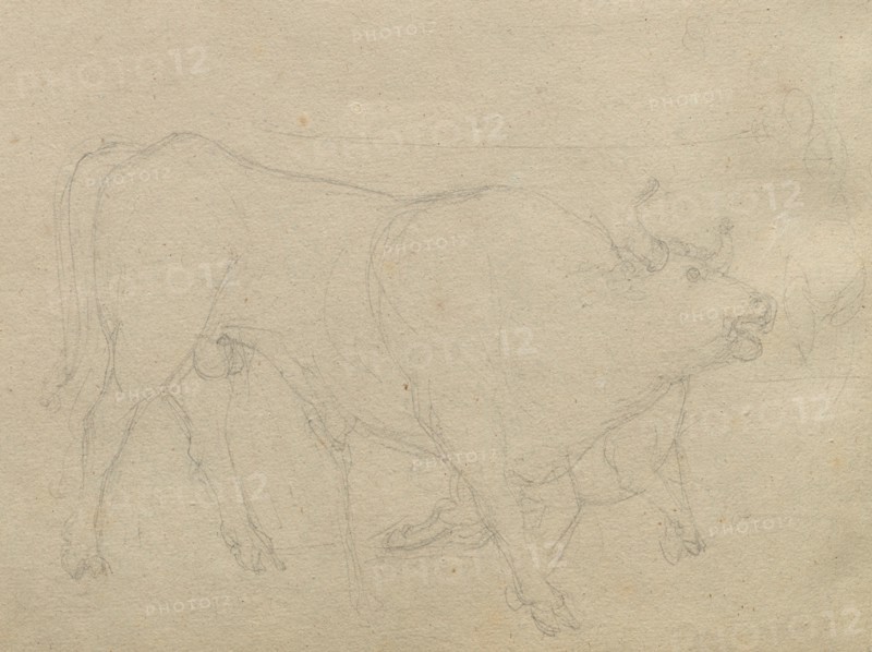 Album with Views of Rome and Surroundings, Landscape Studies, page 51b: Study of a Bull. Franz Johann Heinrich Nadorp (German, 1794-1876). Graphite;