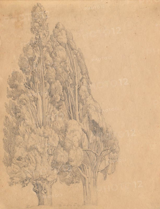 Album with Views of Rome and Surroundings, Landscape Studies, page 13a: Trees. Franz Johann Heinrich Nadorp (German, 1794-1876). Graphite on brown paper;