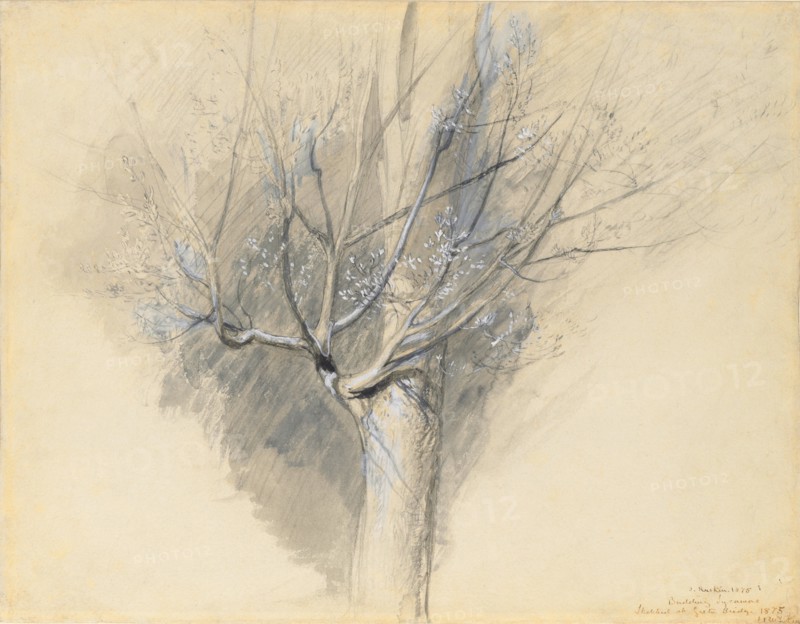 Budding Sycamore, c. 1876. John Ruskin (British, 1819-1900). Black and gray wash, gouache, and graphite; sheet: 34.8 x 44.8 cm (13 11/16 x 17 5/8 in.).