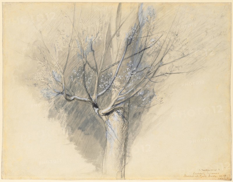Budding Sycamore, c. 1876. John Ruskin (British, 1819-1900). Black and gray wash, gouache, and graphite; sheet: 34.8 x 44.8 cm (13 11/16 x 17 5/8 in.).