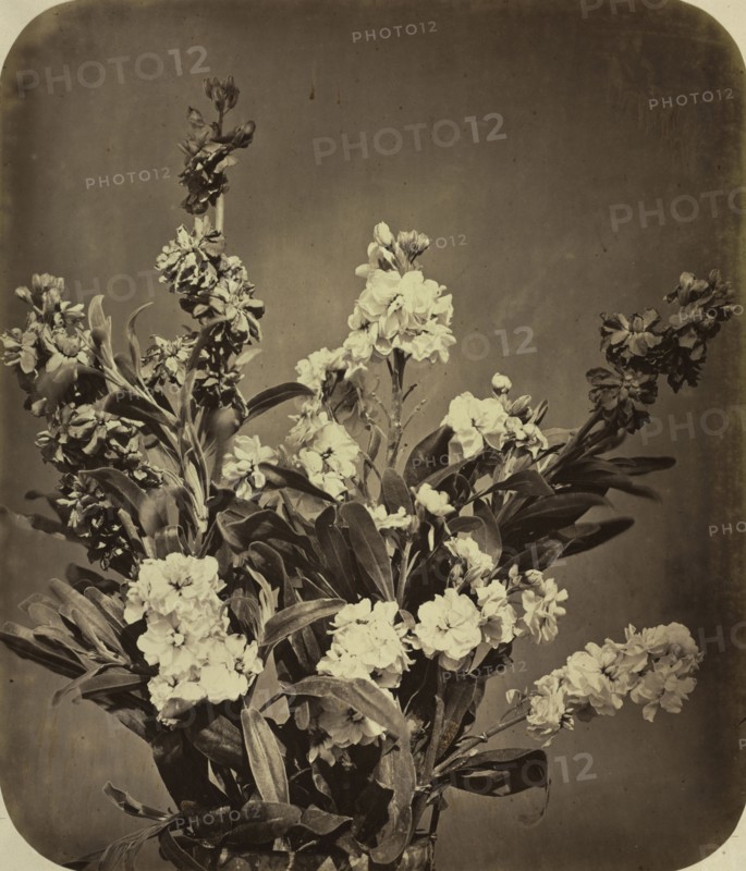 Bouquet, c. 1855. Adolphe Braun (French, 1812-1877). Albumen print, varnished, from wet collodion negative; image: 36.8 x 31.8 cm (14 1/2 x 12 1/2 in.); framed: 64.1 x 54 cm (25 1/4 x 21 1/4 in.); matted: 61 x 50.8 cm (24 x 20 in.)