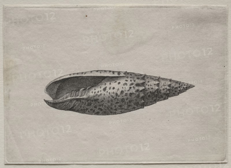 Shells:  Mitra papalis L, c. 1640s. Wenceslaus Hollar (Bohemian, 1607-1677). Etching and engraving