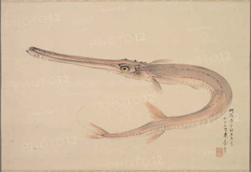 Needlefish (Yagara), 1870. Raisho Nakajima (Japanese, 1796-1871). Hanging scroll; ink and color on paper; painting only: 42.2 x 62.5 cm (16 5/8 x 24 5/8 in.); including mounting: 133.4 x 80.7 cm (52 1/2 x 31 3/4 in.).