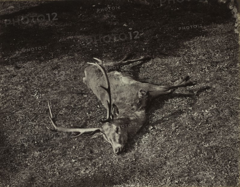 The Royal Stag, c. 1870. James Valentine (British, 1815-1880). Albumen print from wet collodion negative; image: 18.7 x 23.9 cm (7 3/8 x 9 7/16 in.); matted: 40.6 x 50.8 cm (16 x 20 in.)