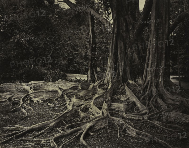 Rubber Tree, Assam, India (Ficus Elastica), c.1880s. Charles T. Scowen (British). Albumen print from wet collodion negative; image: 22 x 27.8 cm (8 11/16 x 10 15/16 in.); matted: 40.6 x 50.8 cm (16 x 20 in.)