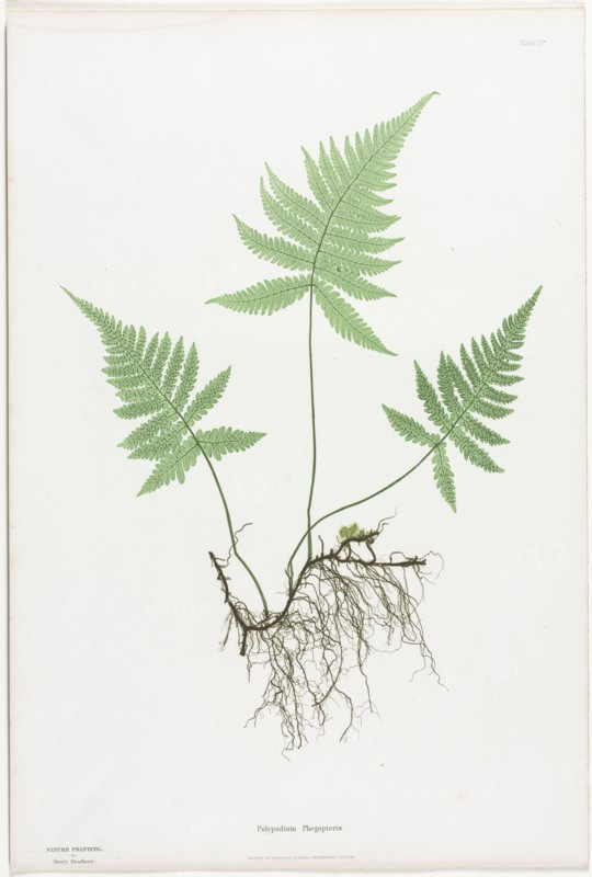 Ferns of Great Britain and Ireland:  Polypodium Phegopteris, 1855-1856. Henry Bradbury (British, 1829-1860), Bradbury and Evans. Nature printing; sheet: 54.8 x 36.9 cm (21 9/16 x 14 1/2 in.)