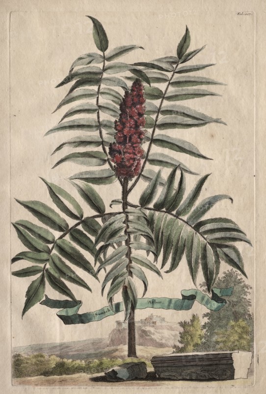 Phytographia Curiosa:  Sumach Arbor. Abraham Munting (Dutch, 1626-1683). Etching, hand colored with watercolor; overall: 31.4 cm (12 3/8 in.).