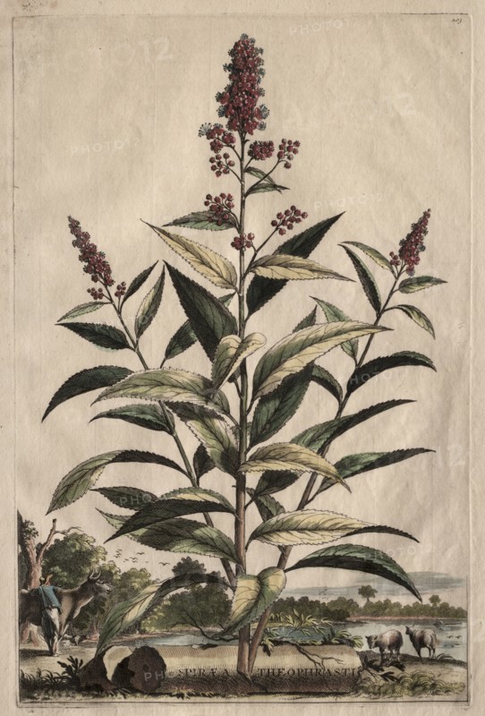 Phytographia Curiosa:  Spiraea Theophrasti. Abraham Munting (Dutch, 1626-1683). Etching, hand colored with watercolor; overall: 31.5 cm (12 3/8 in.)