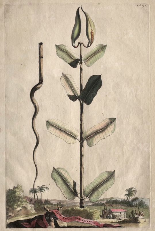 Phytographia Curiosa:  Apocynum Virginianum. Abraham Munting (Dutch, 1626-1683). Etching, hand colored with watercolor; overall: 31.9 cm (12 9/16 in.)