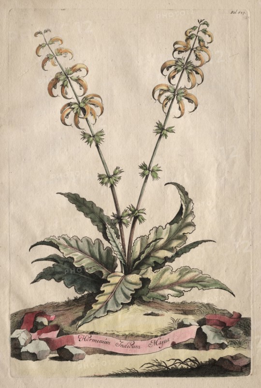 Phytographia Curiosa:  Horminum Indicum Majus. Abraham Munting (Dutch, 1626-1683). Etching, hand colored with watercolor; overall: 32 cm (12 5/8 in.).
