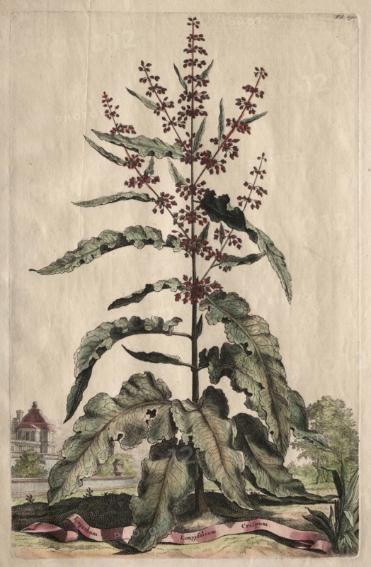 Phytographia Curiosa:  Lapathum Longifolium Crispum. Abraham Munting (Dutch, 1626-1683). Etching, hand colored with watercolor; overall: 31.5 cm (12 3/8 in.)