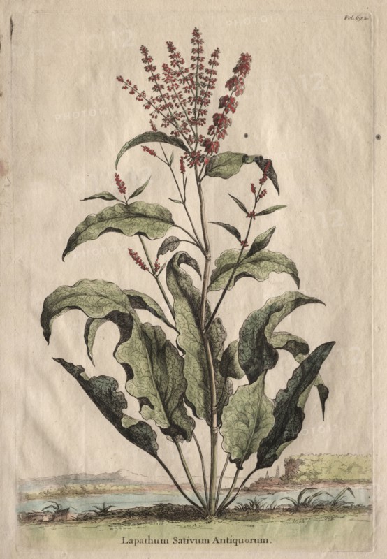 Phytographia Curiosa:  Lapathum Sativum Antiquorum. Abraham Munting (Dutch, 1626-1683). Etching, hand colored with watercolor; overall: 31.9 cm (12 9/16 in.).