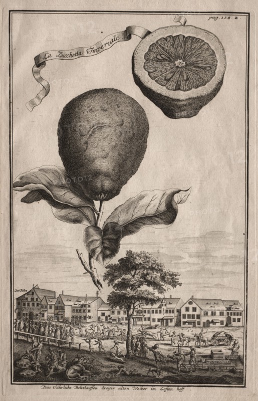 Nurnbergische Hesperides:  La Luchetta Imoperiale, 1714. Joseph de Montalegre (Hungarian). Etching