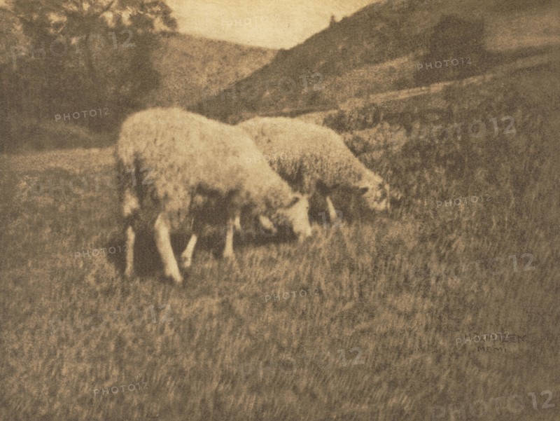 Camera Work: Sheep, 1906. Hans Watzek (Austrian, 1848-1903). Photogravure