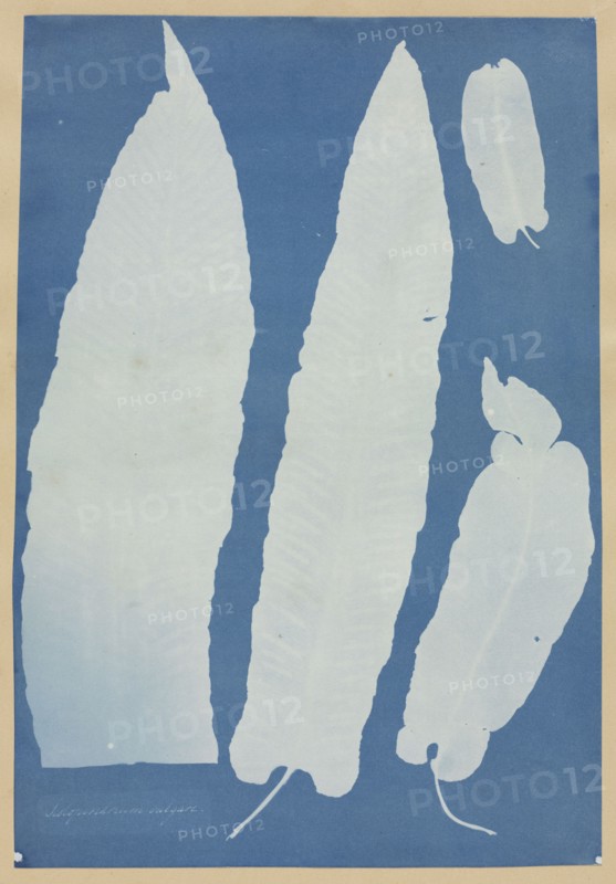 Scolopendrium Vulgare, 1852-1854. Anna Atkins (British, 1799-1871). Cyanotype; image: 33.3 x 22.9 cm (13 1/8 x 9 in.); paper: 48.3 x 37.5 cm (19 x 14 3/4 in.); matted: 61 x 50.8 cm (24 x 20 in.)