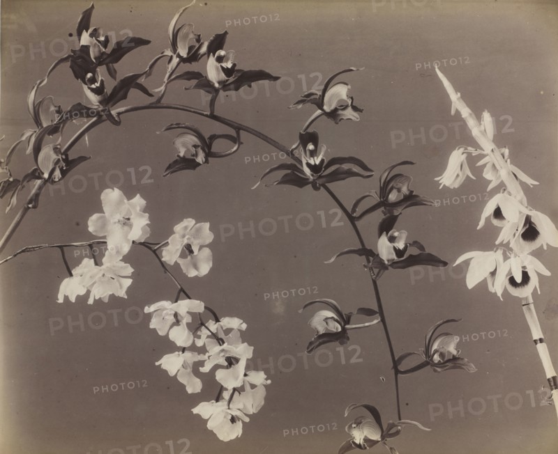 Study of Orchids, c. 1870s. Unidentified Photographer. Albumen print from wet collodion negative; image: 38 x 46.4 cm (14 15/16 x 18 1/4 in.); paper: 48 x 63.2 cm (18 7/8 x 24 7/8 in.); matted: 61 x 71.1 cm (24 x 28 in.).
