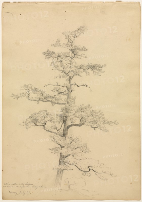 Pine Tree, Conway, New Hampshire (recto); Landscape and Tree Studies (verso), c. 1851. David Johnson (American, 1827-1908). Graphite with pen and  brown ink; sheet: 36.2 x 25.4 cm (14 1/4 x 10 in.).