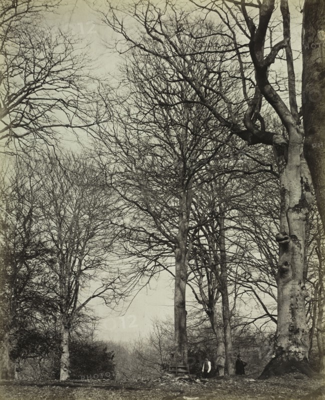 The History of Windsor's Great Park and Windsor Forest by William Menzies (book): Queen Adelaide's Beech, before 1864. James Sinclair, 14th Earl of Caithness (British, 1821-1881), or William Bambridge (British, 1819-1879), Longman, Green, Longman, Roberts & Green. Albumen print from wet collodion negative; image: 29.1 x 23.5 cm (11 7/16 x 9 1/4 in.); matted: 61 x 50.8 cm (24 x 20 in.)