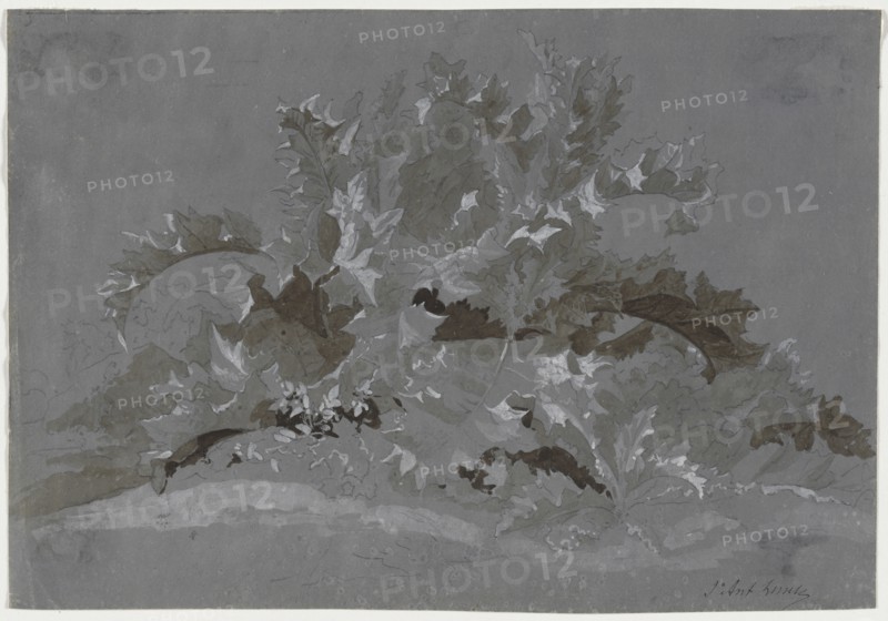 Study of Weeds, 1800-1850. Jean Antoine Linck (Swiss, 1766-1843). Brush and gray, black and white gouache over graphite; sheet: 16.9 x 24.5 cm (6 5/8 x 9 5/8 in.).