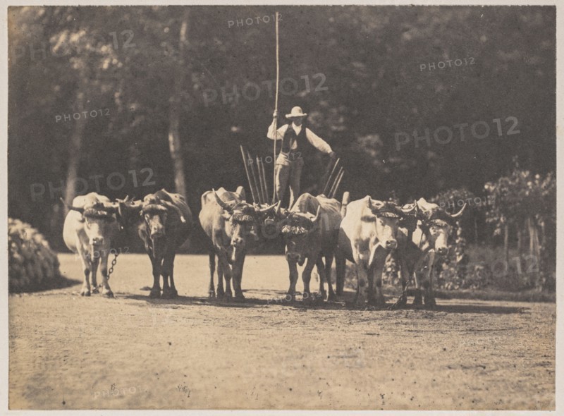 Six Oxen Team with their Driver, c. 1853. Olympe Aguado (French, 1827-1894). Salt print from wet collodion negative; image: 11 x 15 cm (4 5/16 x 5 7/8 in.); mounted: 30.7 x 42.3 cm (12 1/16 x 16 5/8 in.); matted: 35.6 x 45.7 cm (14 x 18 in.)