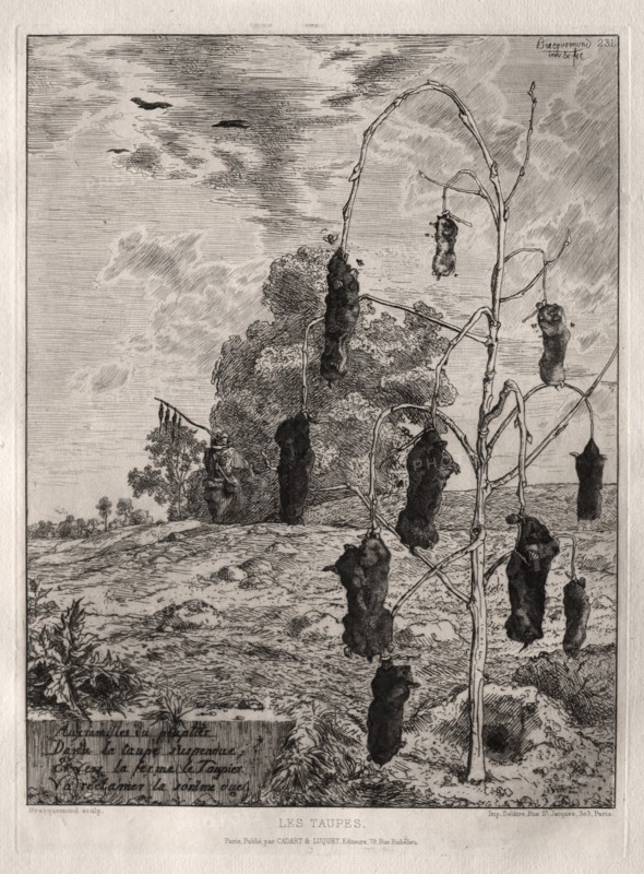 Moles, 1854, printed 1866. Félix Bracquemond (French, 1833-1914), Cadart & Luquet, 79, rue Richelieu. Etching; sheet: 40.3 x 31.3 cm (15 7/8 x 12 5/16 in.); platemark: 27.2 x 20 cm (10 11/16 x 7 7/8 in.)