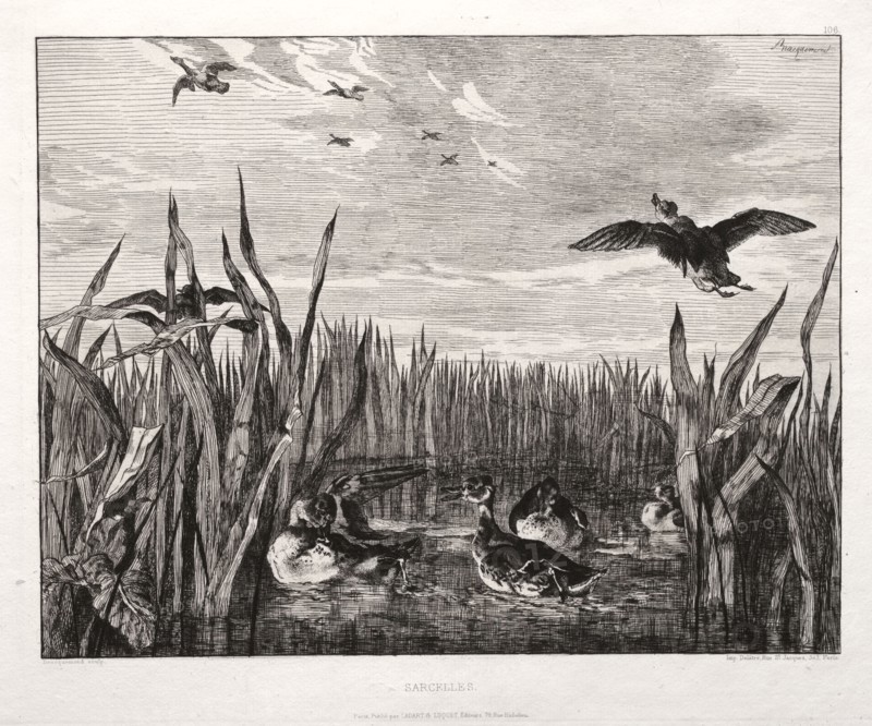 published by the Societé des Aquafortistes, 1864: Teals, 1853 (printed 1864). Félix Bracquemond (French, 1833-1914), Cadart & Luquet, 79, rue Richelieu. Etching; sheet: 36.7 x 44.4 cm (14 7/16 x 17 1/2 in.); platemark: 27.2 x 33 cm (10 11/16 x 13 in.).