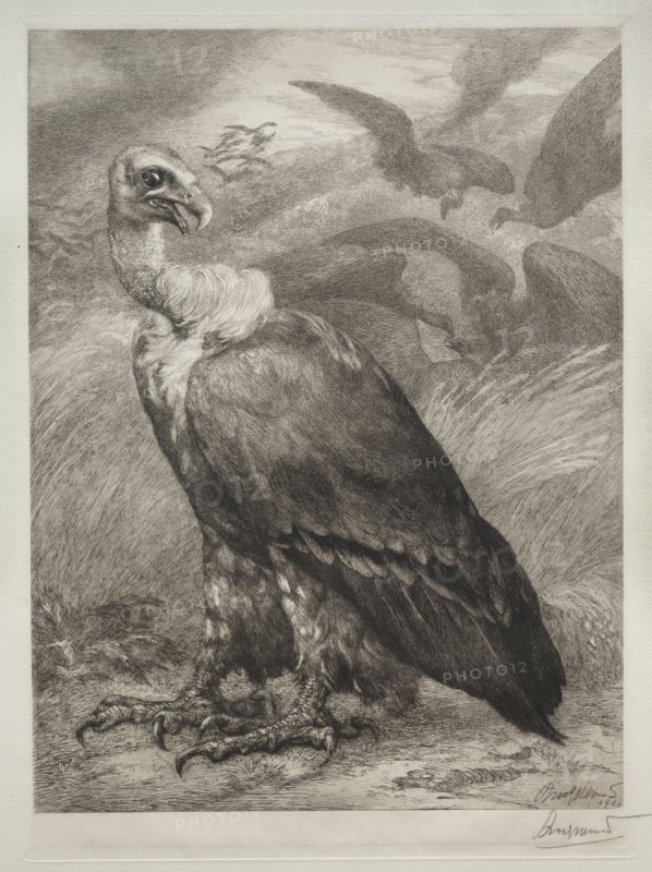 The Vulture, 1904. Félix Bracquemond (French, 1833-1914), Emil Dolot (Société des amis de l'estampes français). Etching; sheet: 60.8 x 44.4 cm (23 15/16 x 17 1/2 in.); platemark: 36.4 x 26.5 cm (14 5/16 x 10 7/16 in.)