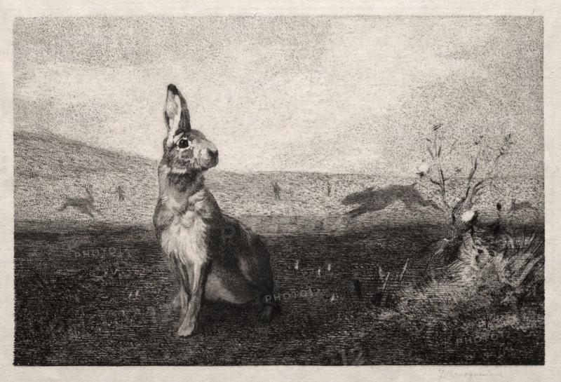 The Hare (after A. de Balleroy), 1865. Félix Bracquemond (French, 1833-1914). Softground and drypoint; sheet: 20.6 x 28.3 cm (8 1/8 x 11 1/8 in.); platemark: 18 x 25.5 cm (7 1/16 x 10 1/16 in.)