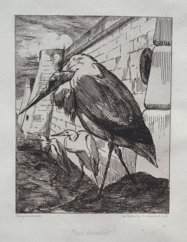 The Storks, 1865. Félix Bracquemond (French, 1833-1914), Cadart & Luquet, Paris. Etching; sheet: 52 x 35.5 cm (20 1/2 x 14 in.); platemark: 24.5 x 18.7 cm (9 5/8 x 7 3/8 in.)
