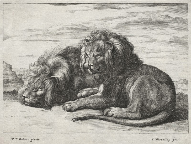 Various Lions. Abraham Blooteling (Dutch, 1640-1690), after Peter Paul Rubens (Flemish, 1577-1640). Etching; sheet: 15 x 19.3 cm (5 7/8 x 7 5/8 in.); platemark: 13.9 x 18.2 cm (5 1/2 x 7 3/16 in.).