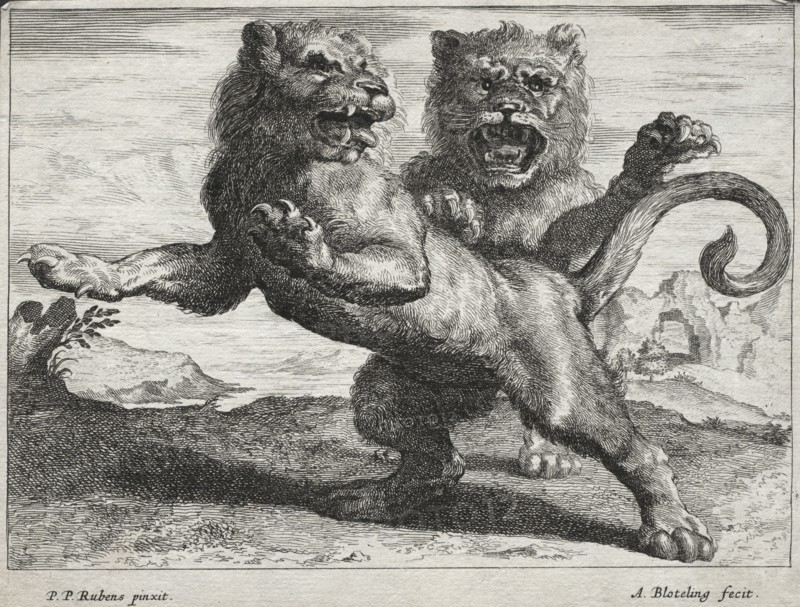 Various Lions. Abraham Blooteling (Dutch, 1640-1690), after Peter Paul Rubens (Flemish, 1577-1640). Etching; sheet: 13.3 x 17.7 cm (5 1/4 x 6 15/16 in.)
