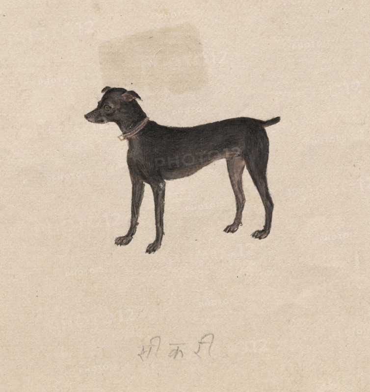 Dog, 1800s. India, Company School, 19th century. Color on paper; overall: 17.1 x 21.1 cm (6 3/4 x 8 5/16 in.).