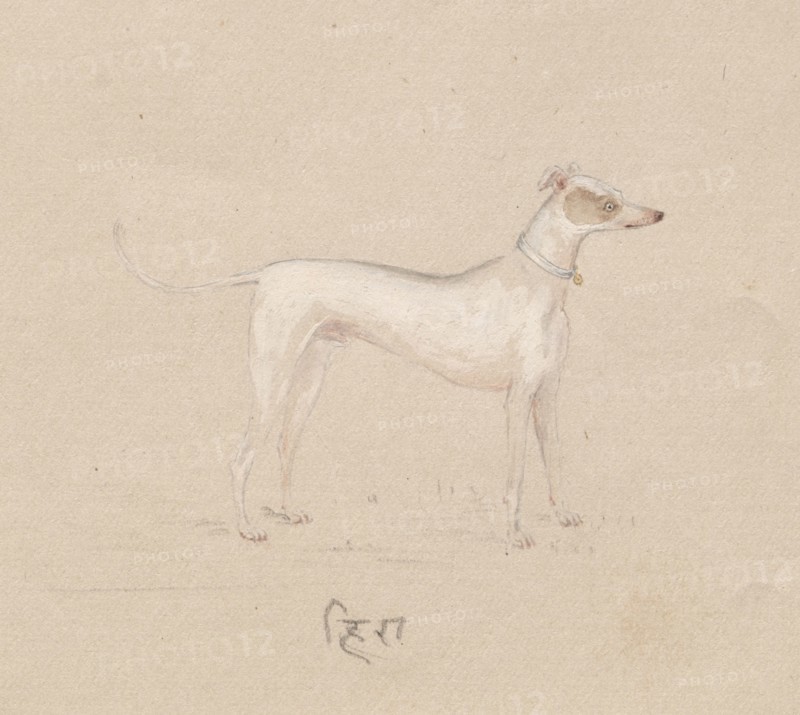 Dog, 1800s. India, Company School, 19th century. Color on paper; overall: 17 x 21.2 cm (6 11/16 x 8 3/8 in.).