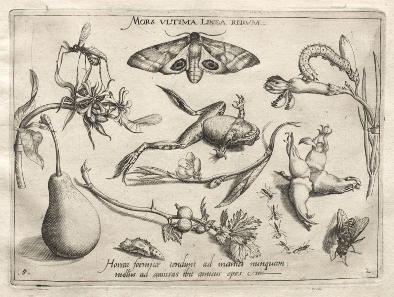 Archetypes and Studies: Death is the line that marks the end of all (Part II, plate 5), 1592. Joris Hoefnagel (Flemish, 1542-1601), after Jacob Hoefnagel (Flemish, 1575-c.1630). Engraving; sheet: 18.6 x 27.1 cm (7 5/16 x 10 11/16 in.); platemark: 15.6 x 20.8 cm (6 1/8 x 8 3/16 in.).