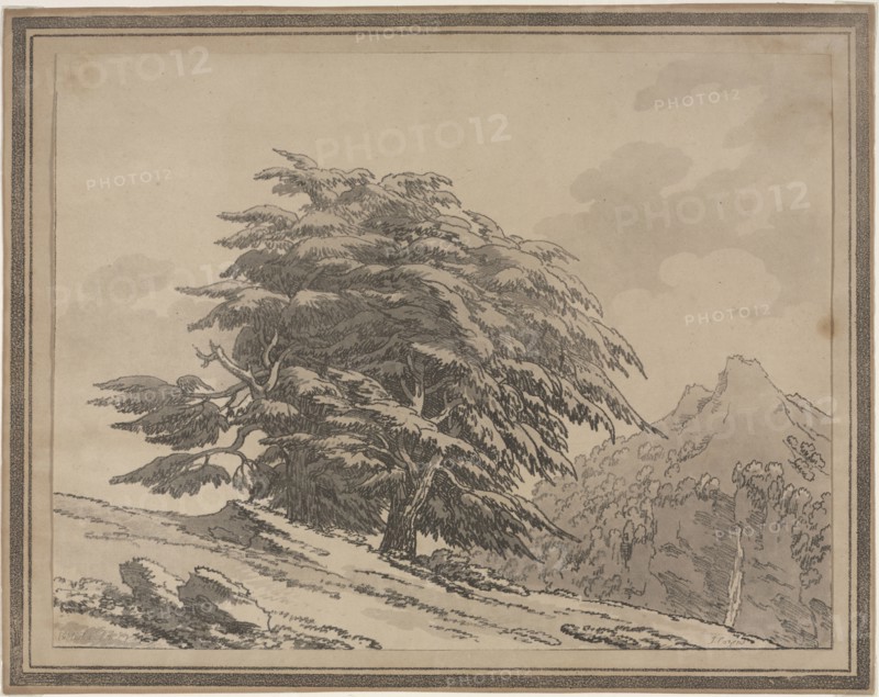 Delineations of the General Character Ramifications and Foliage of Forest Trees: Cedar, 1789. John Robert Cozens (British, 1752-1797). Softground etching and aquatint; sheet: 24.3 x 31.7 cm (9 9/16 x 12 1/2 in.); image: 24.3 x 31.7 cm (9 9/16 x 12 1/2 in.); secondary support: 28.1 x 35.5 cm (11 1/16 x 14 in.)