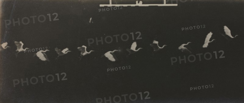 Chronophotograph of a Flying Heron. Étienne-Jules Marey (French, 1830-1904). Gelatin silver print; image: 8.3 x 9.4 cm (3 1/4 x 3 11/16 in.); paper: 8.3 x 21.4 cm (3 1/4 x 8 7/16 in.); matted: 35.6 x 45.7 cm (14 x 18 in.).